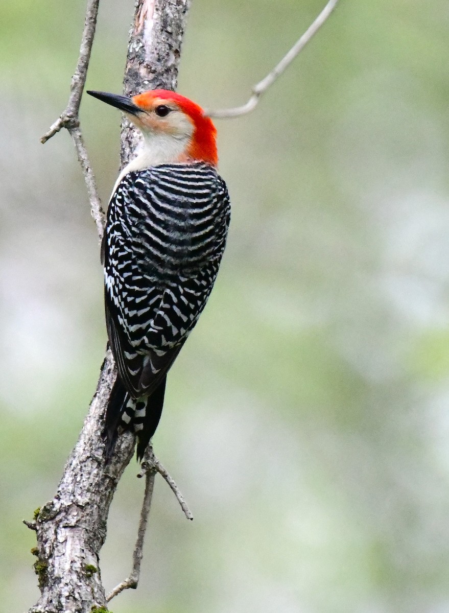Red-bellied Woodpecker - ML618761696
