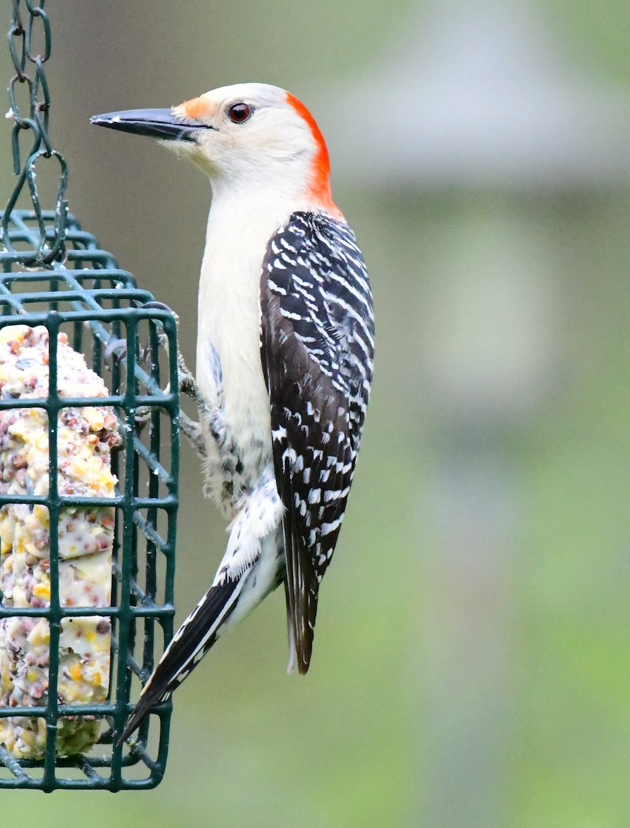 Red-bellied Woodpecker - mike shaw