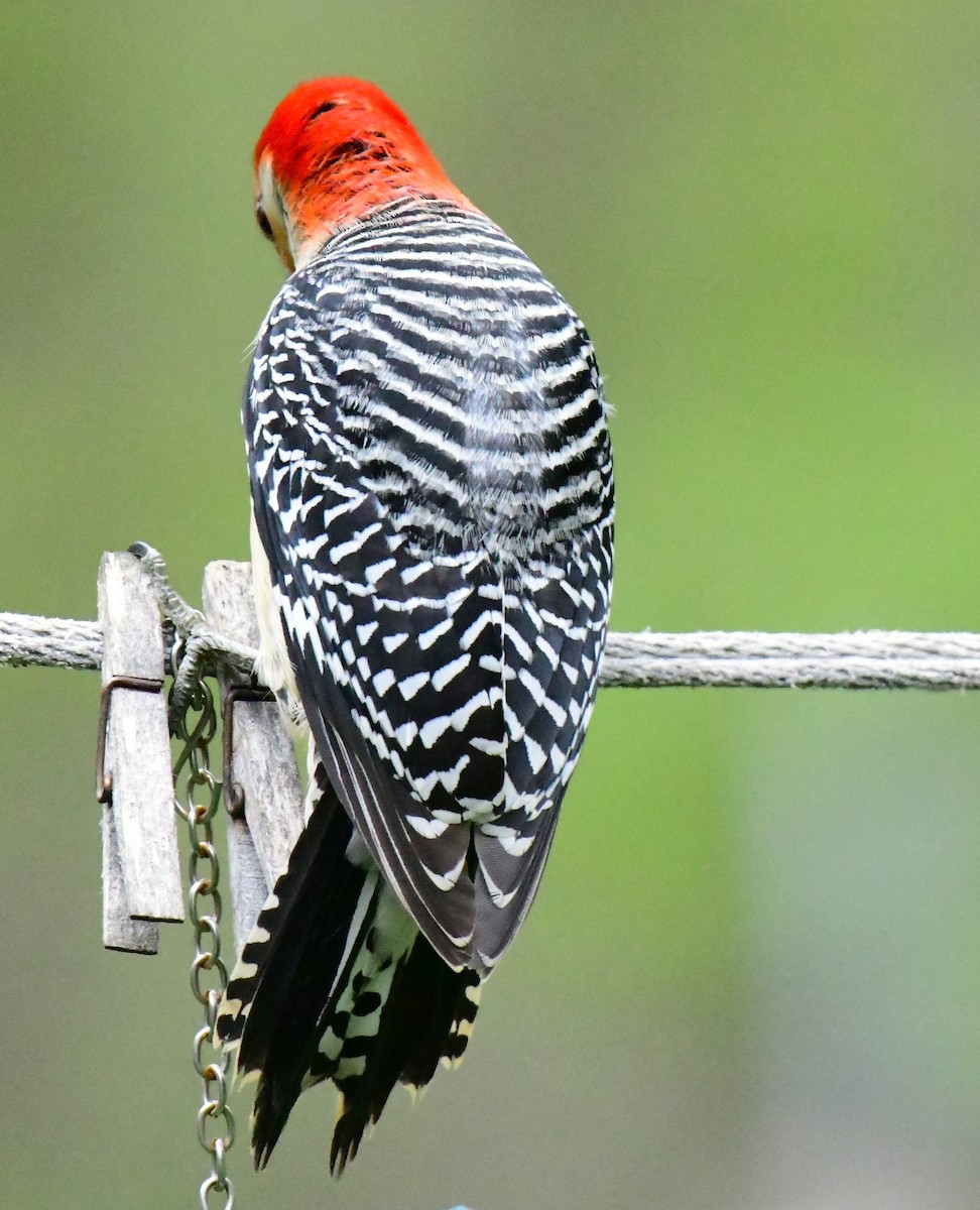 Red-bellied Woodpecker - ML618761698