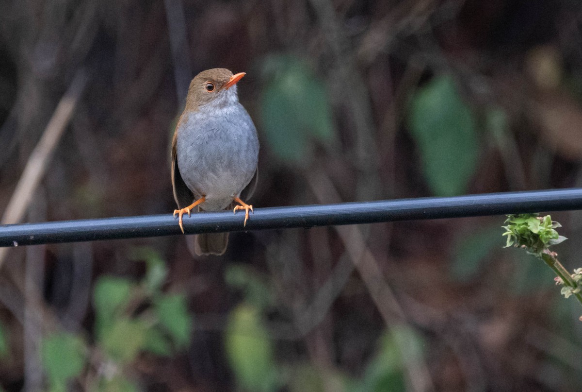 Orange-billed Nightingale-Thrush - Enrique Heredia (Birding Tours)