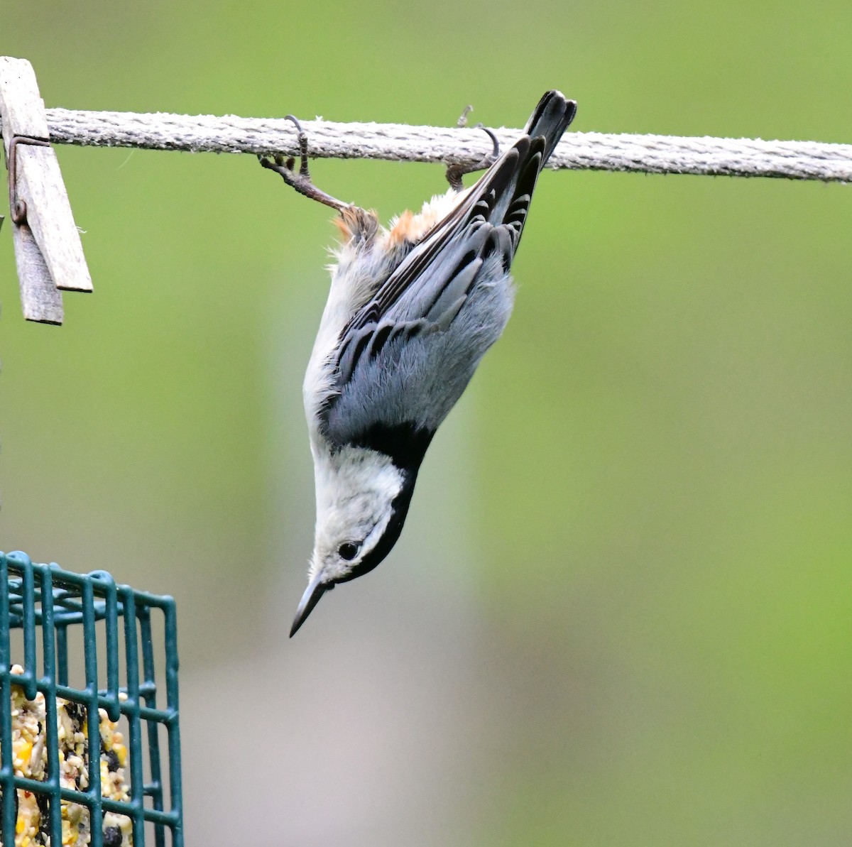 White-breasted Nuthatch - ML618761731