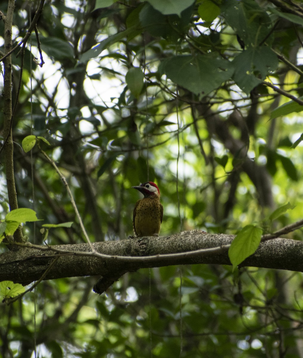 Spot-breasted Woodpecker - ML618761742