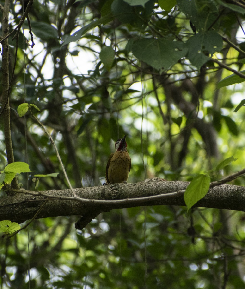 Spot-breasted Woodpecker - ML618761743