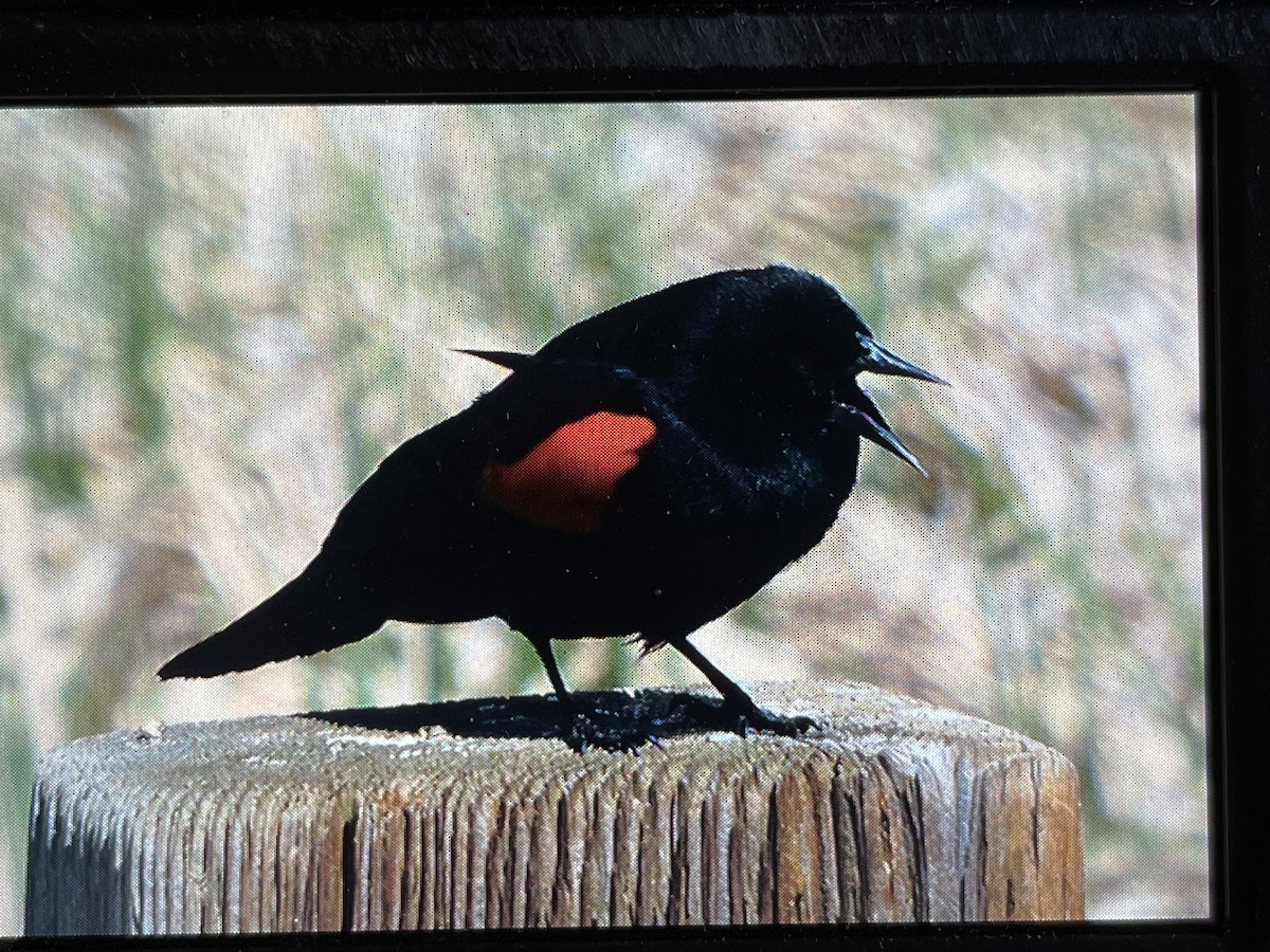 Red-winged Blackbird - ML618761753