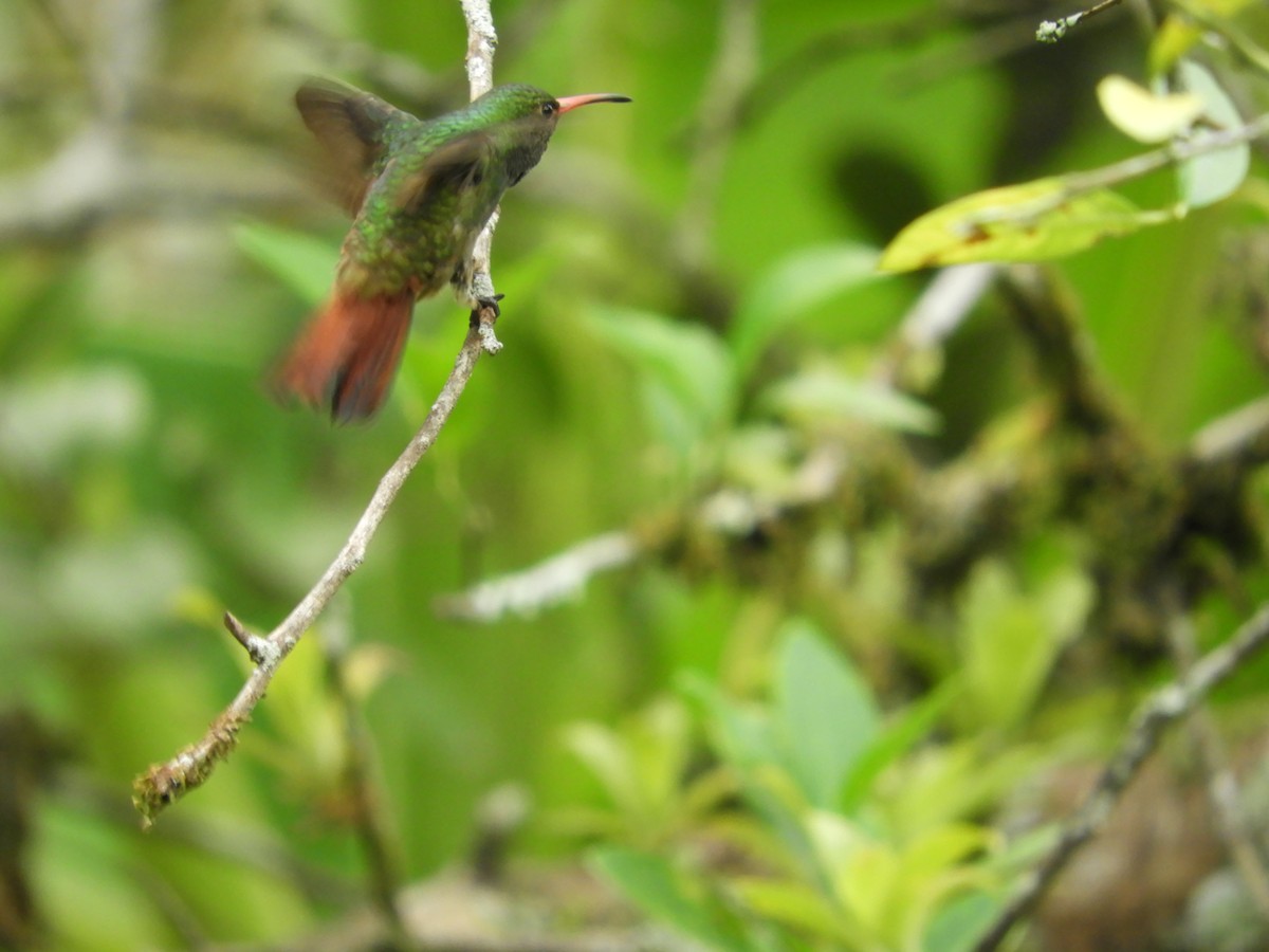 Rufous-tailed Hummingbird - Maria Vega Torres