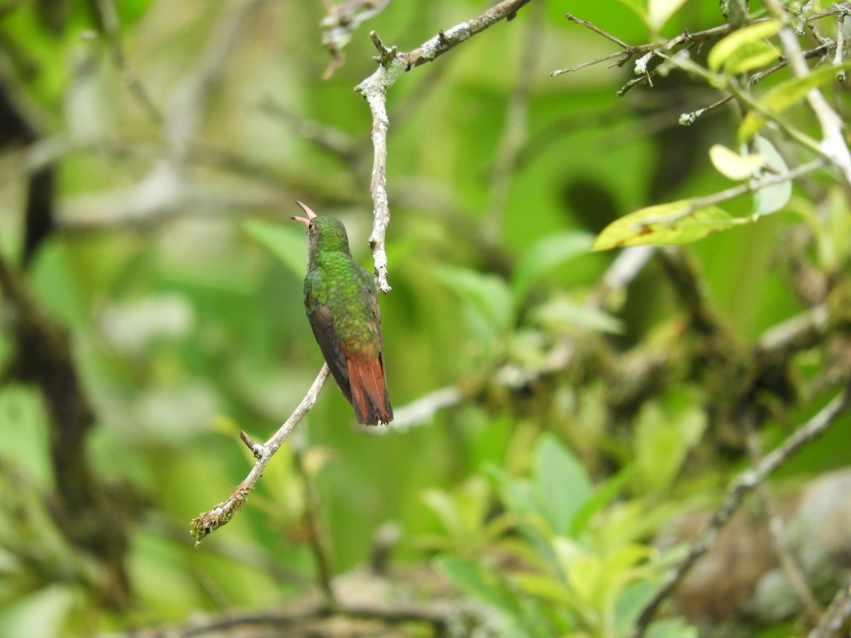 Rufous-tailed Hummingbird - ML618761810