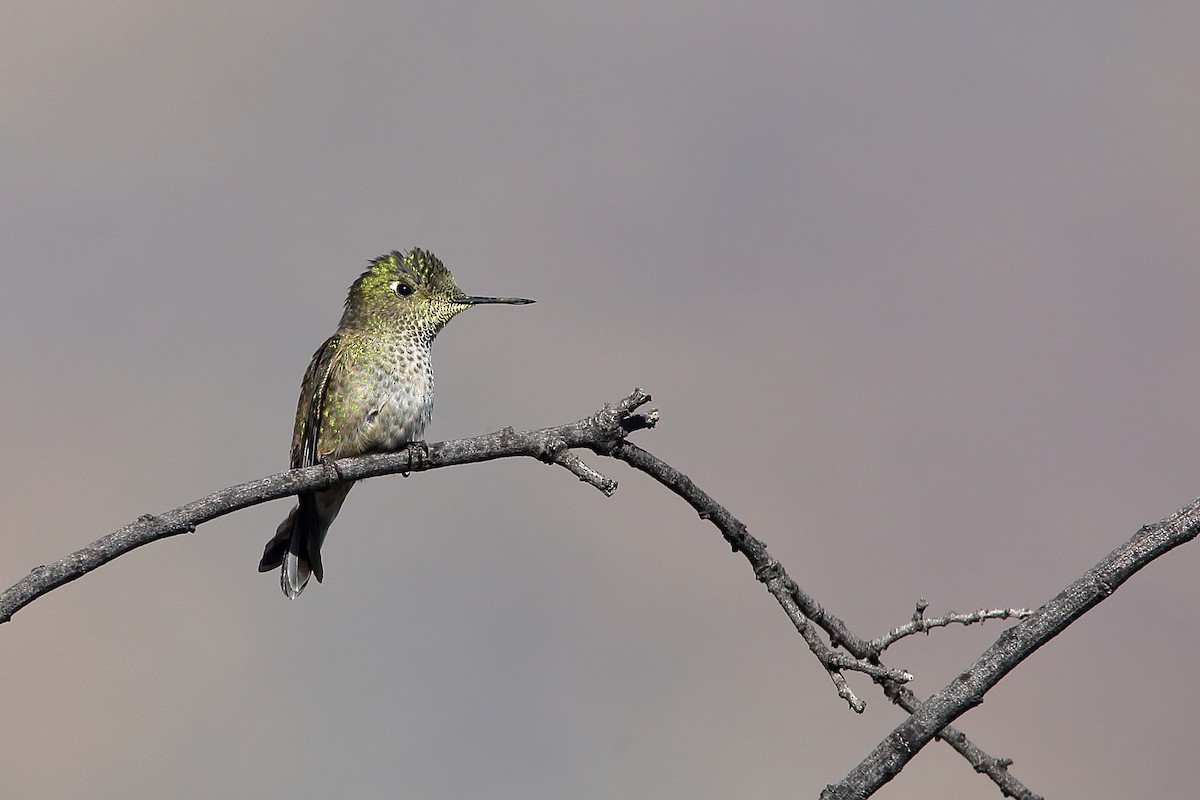 Green-backed Firecrown - ML618761813