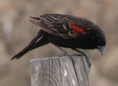 Red-winged Blackbird - ML618761816