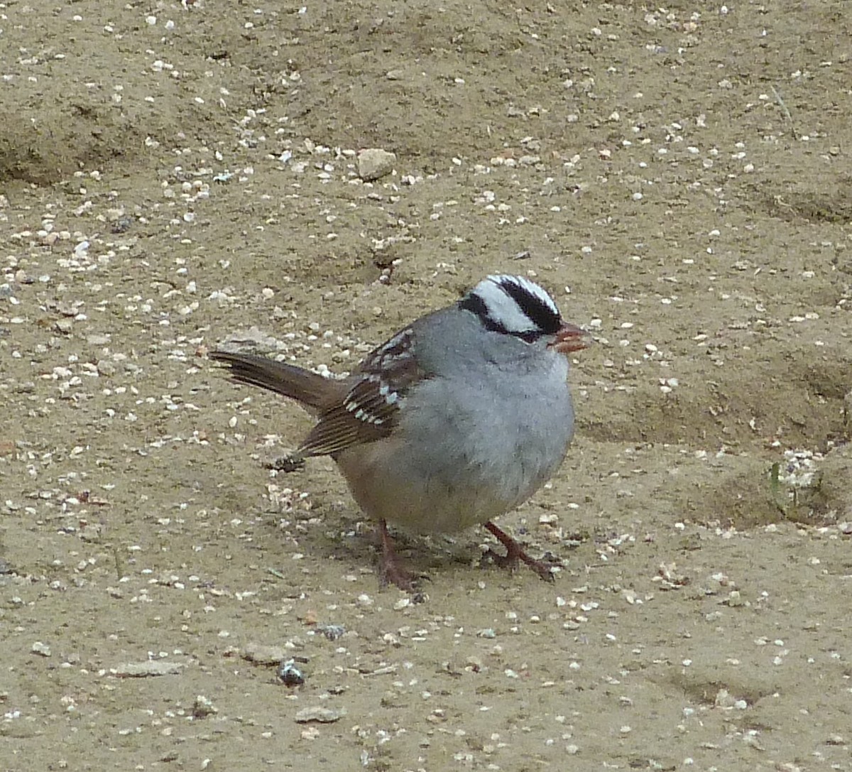 White-crowned Sparrow - ML618761818