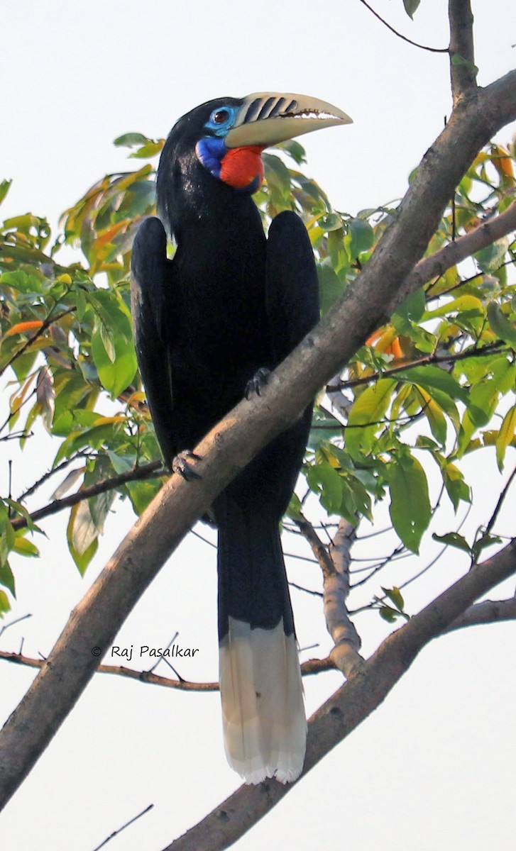 Rufous-necked Hornbill - ML618761821