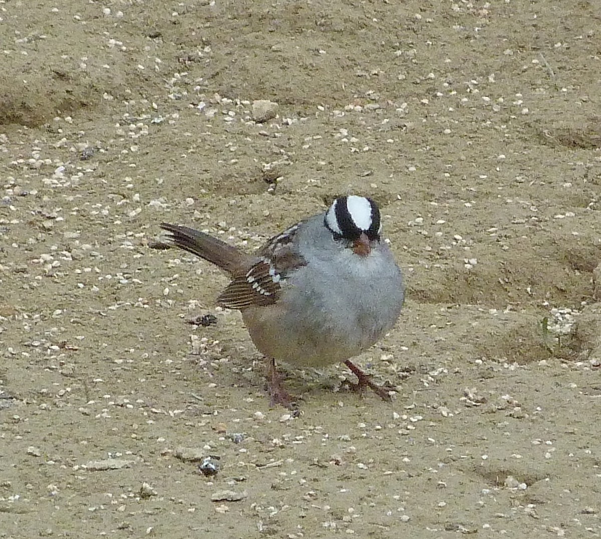 White-crowned Sparrow - ML618761822