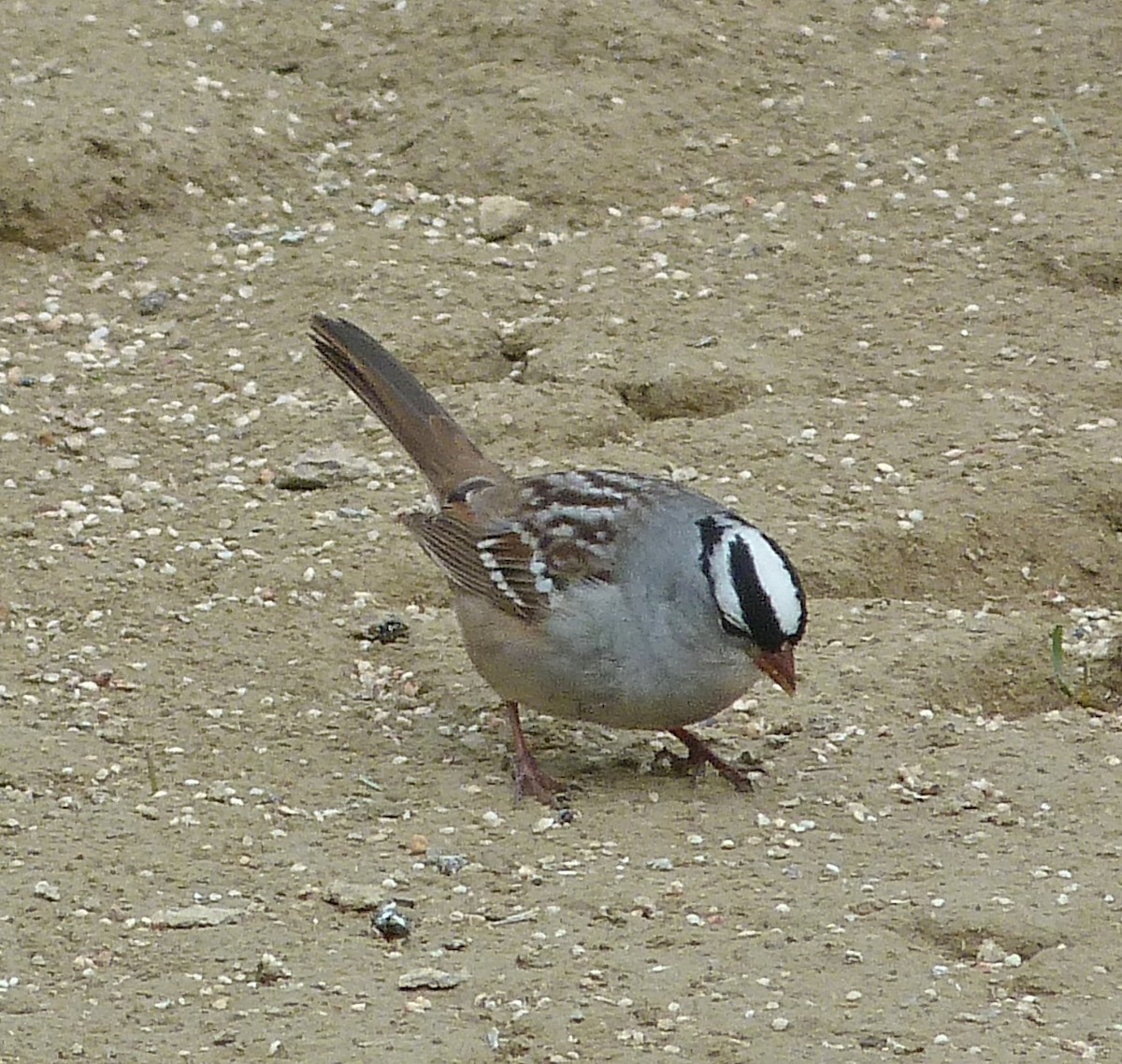 White-crowned Sparrow - ML618761830
