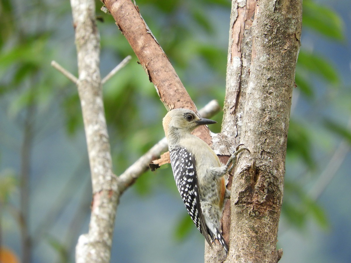 Red-crowned Woodpecker - ML618761855