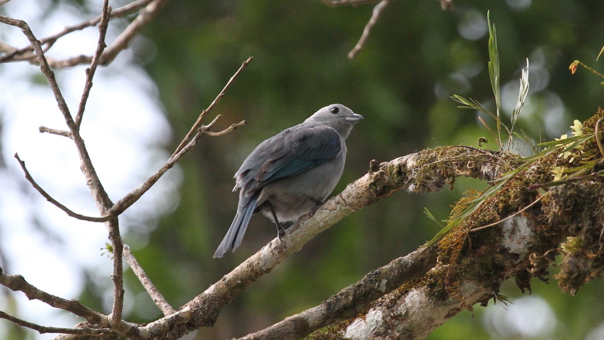 Blue-gray Tanager - ML618761887