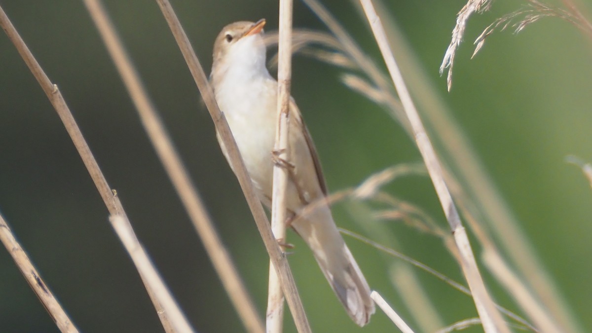 Common Reed Warbler - Bez Bezuidenhout
