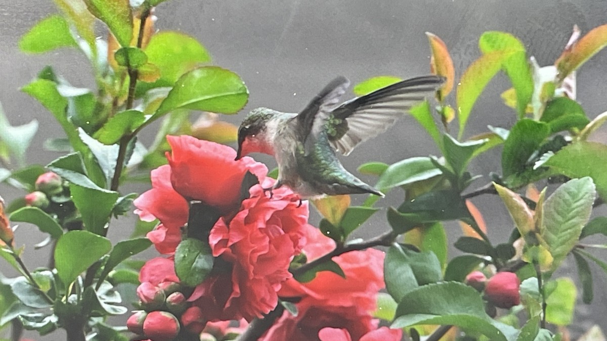 Ruby-throated Hummingbird - ML618761910