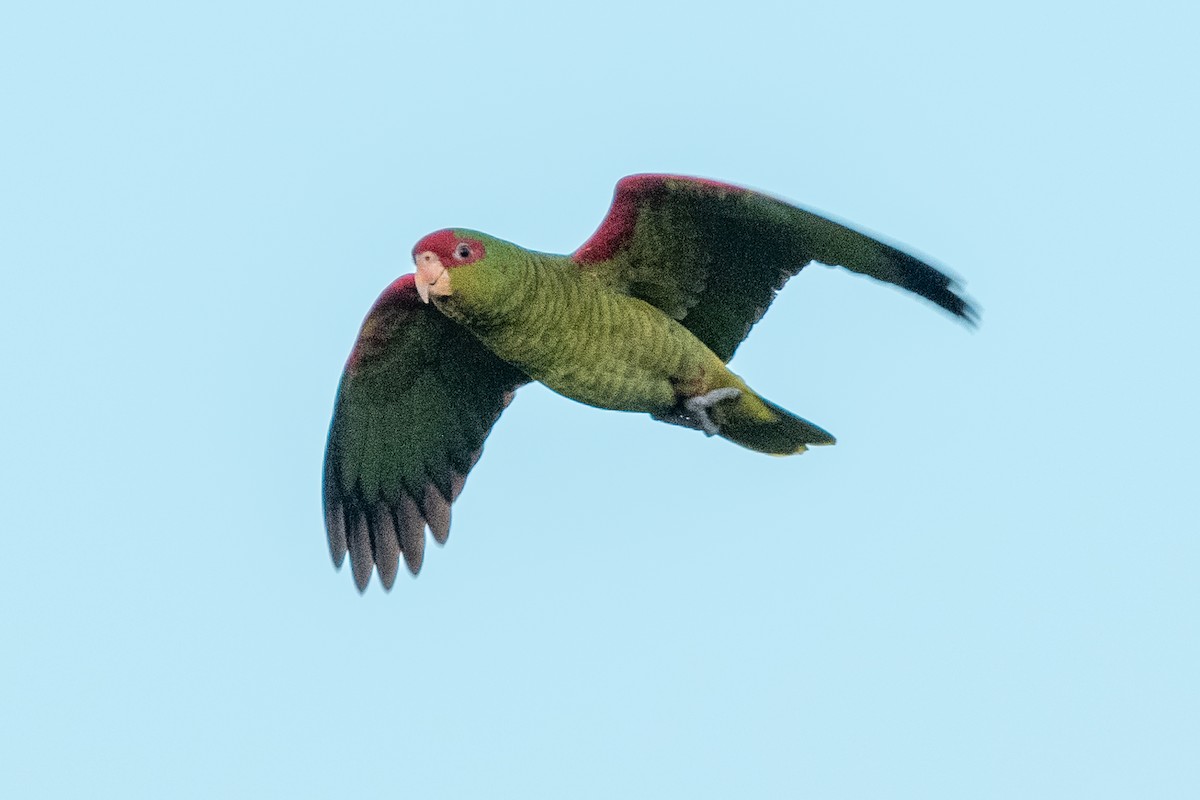 Red-spectacled Parrot - ML618761922