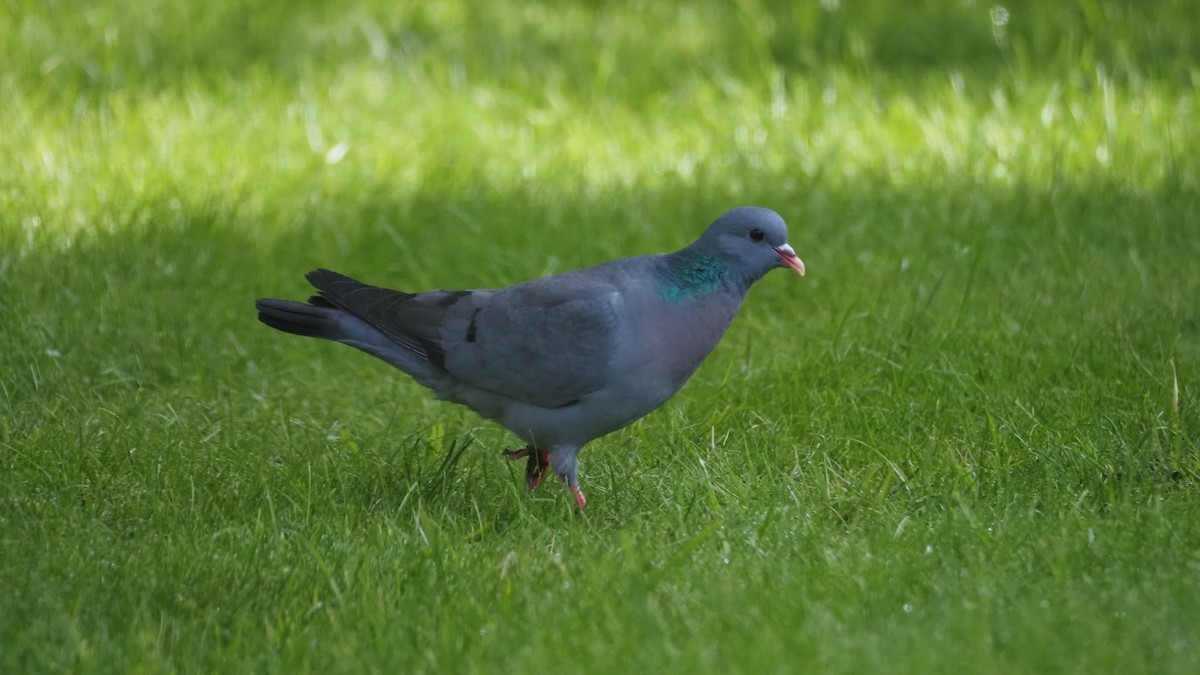 Pigeon colombin - ML618761930