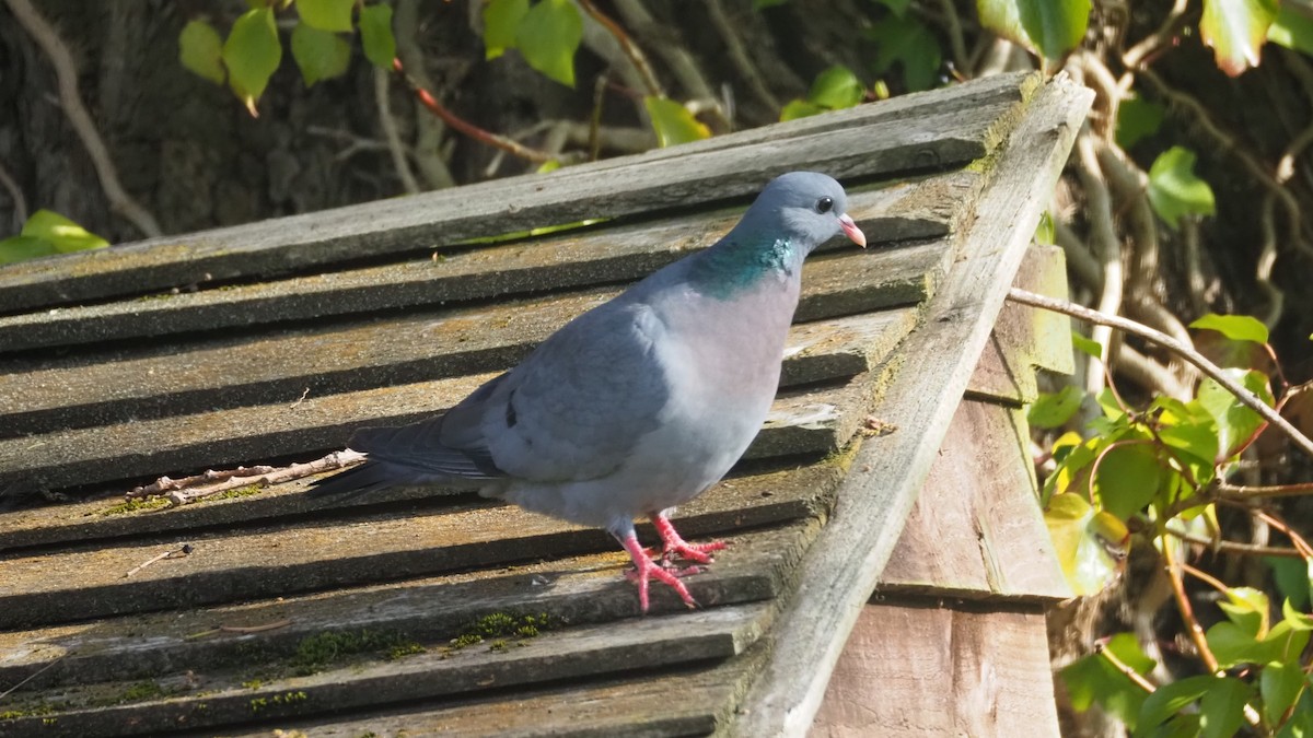 Pigeon colombin - ML618761931