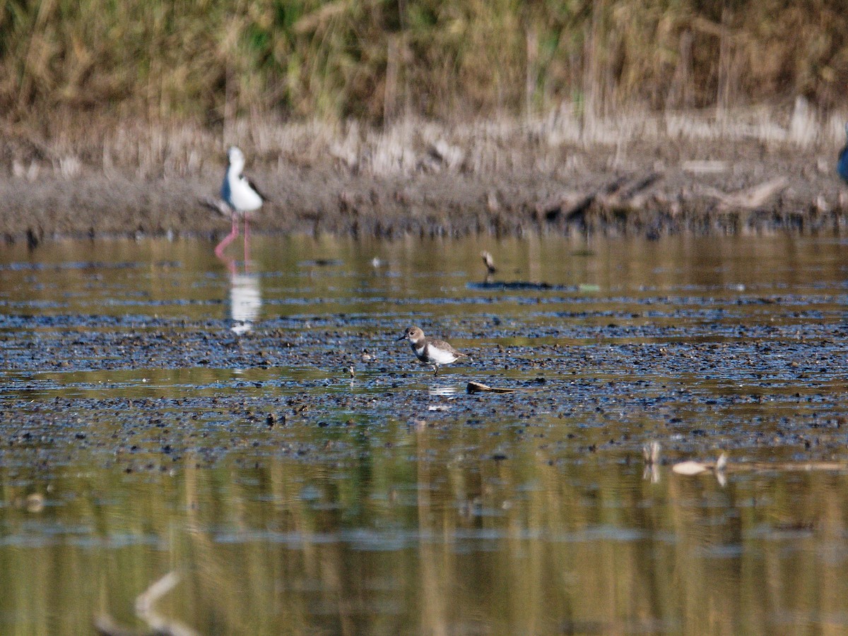 Two-banded Plover - ML618761932