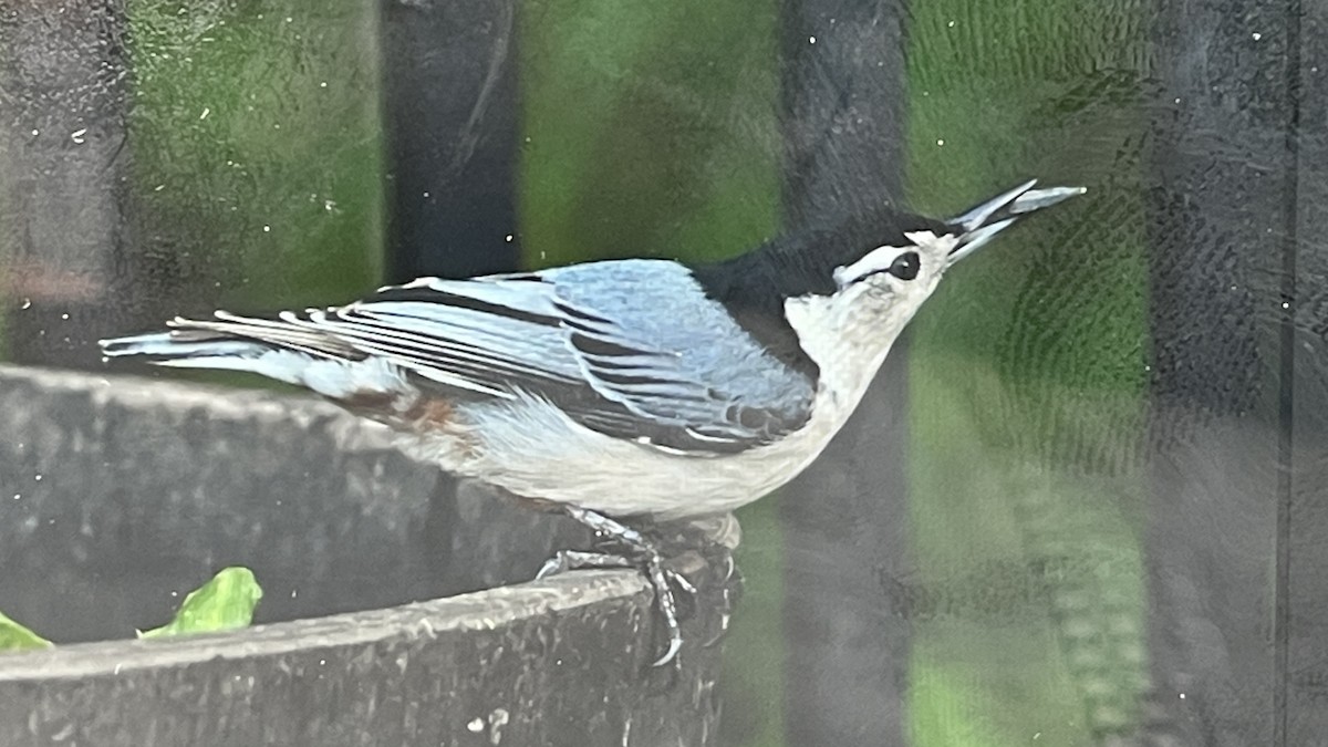White-breasted Nuthatch - ML618762045