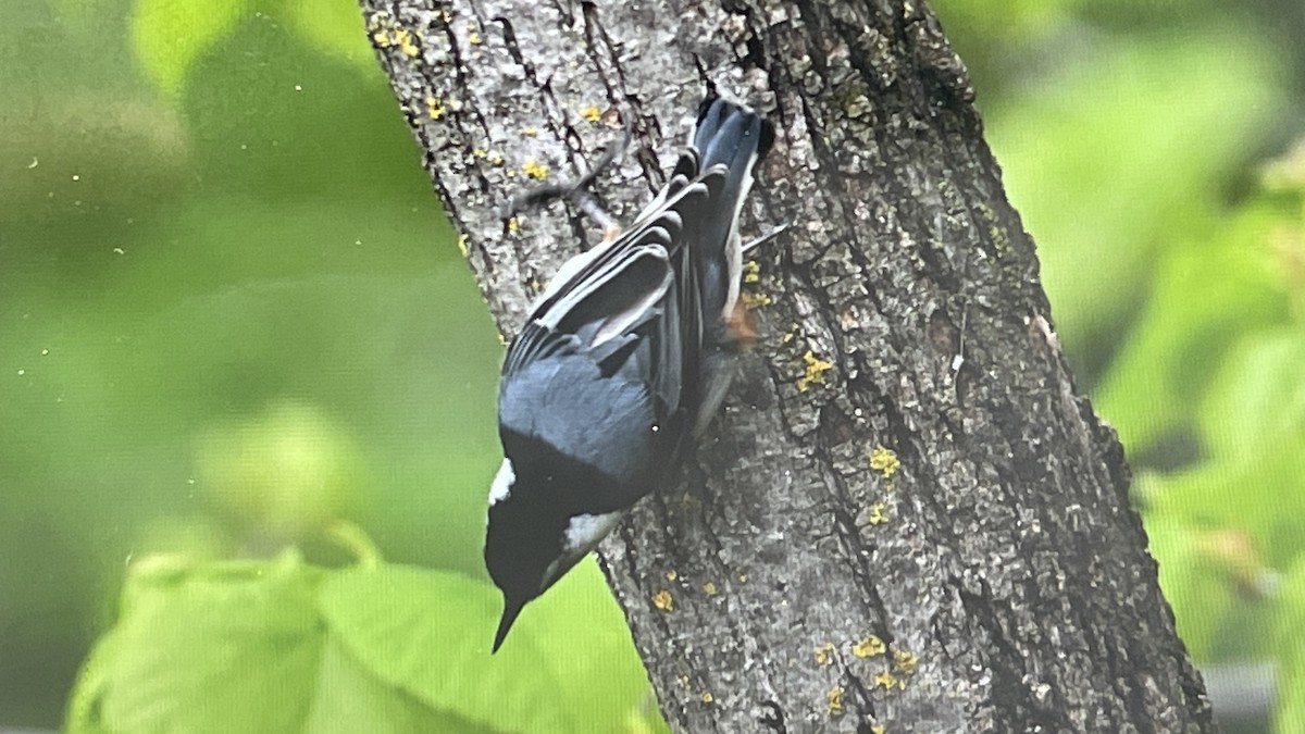 White-breasted Nuthatch - ML618762046