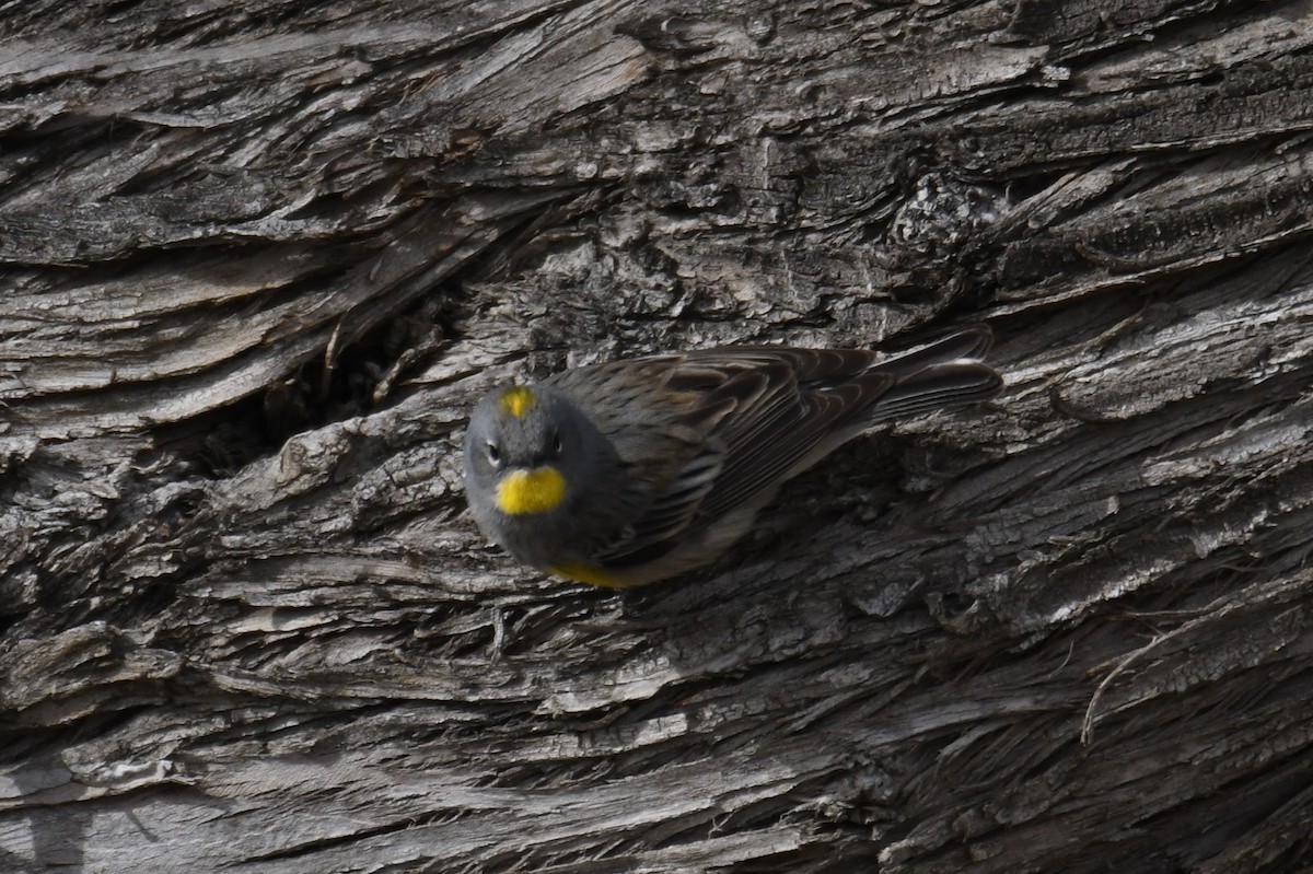Yellow-rumped Warbler (Audubon's) - ML618762062
