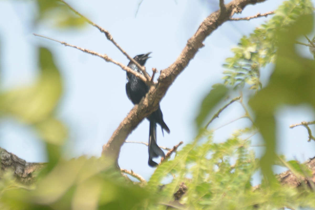 Hair-crested Drongo - ML618762067
