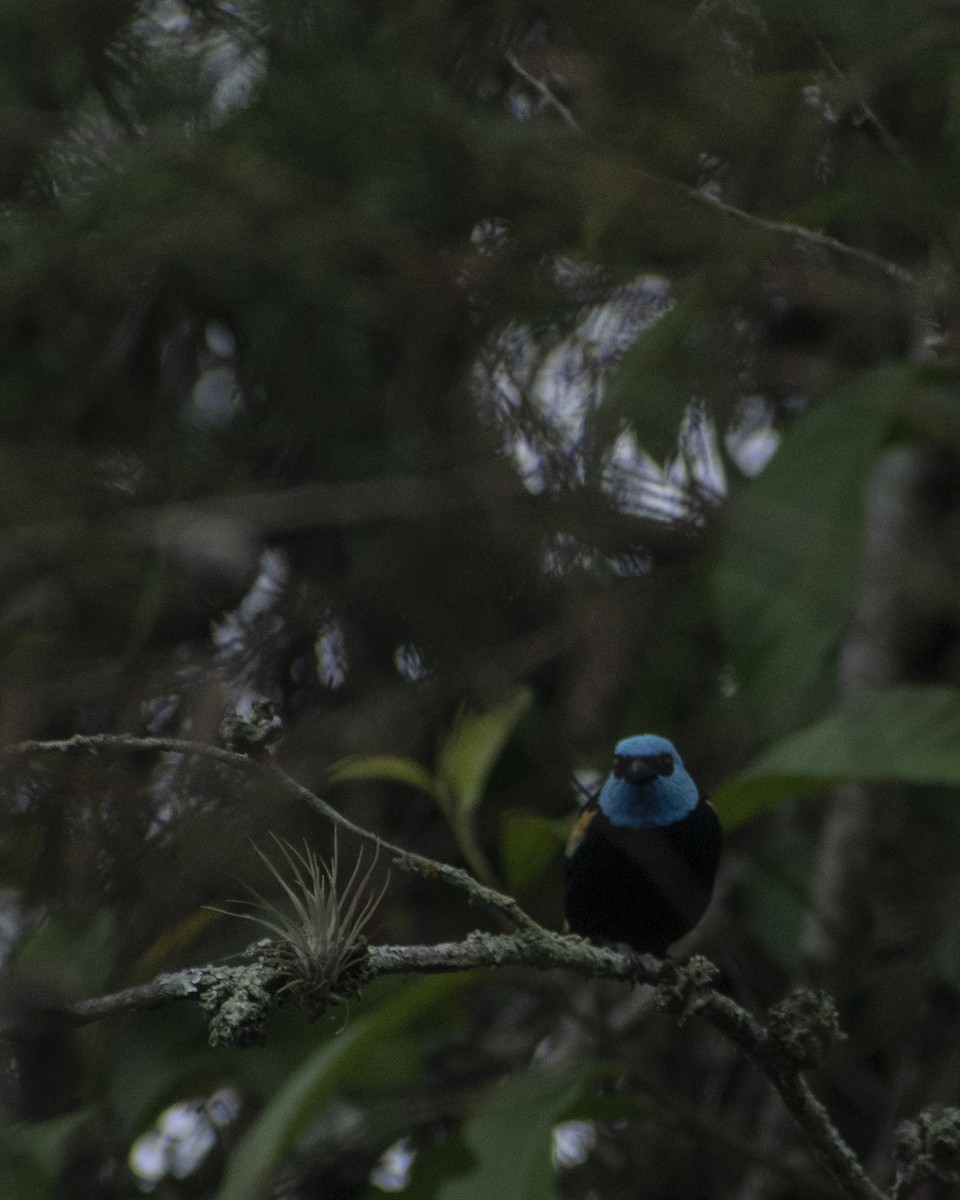 Blue-necked Tanager - ML618762073