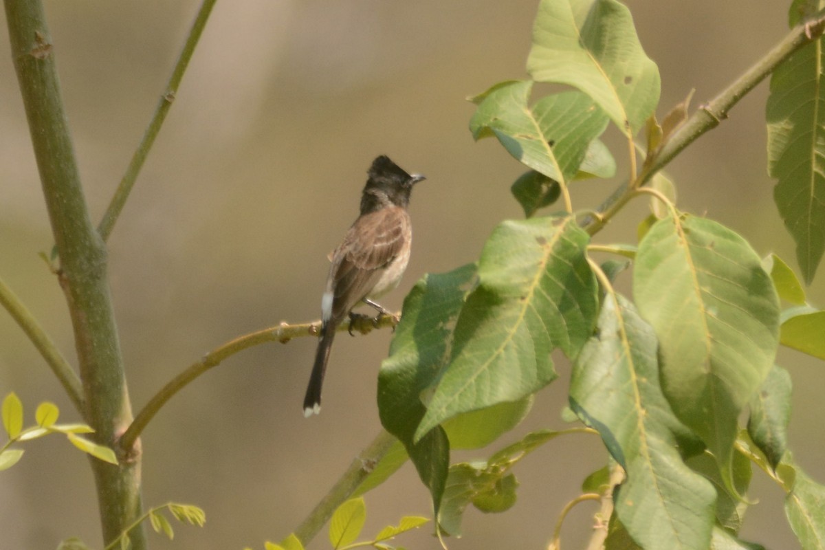 Red-vented Bulbul - ML618762097