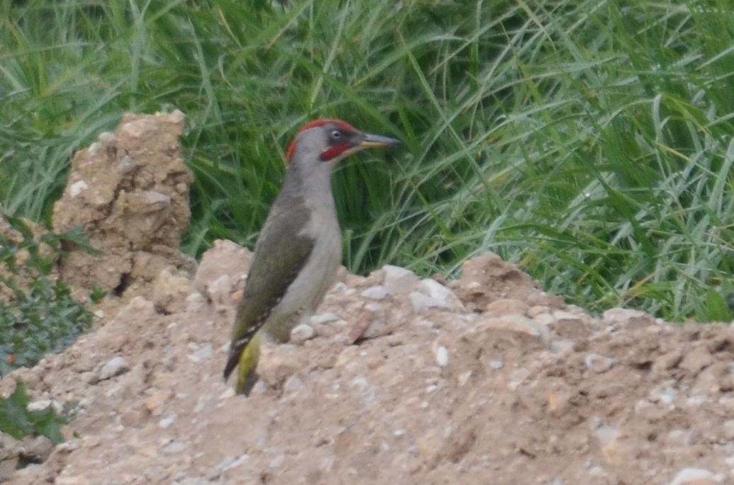 Iberian Green Woodpecker - ML618762155