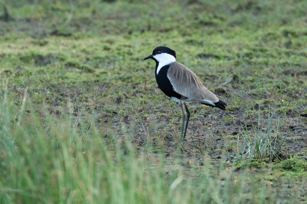 Spur-winged Lapwing - ML618762165