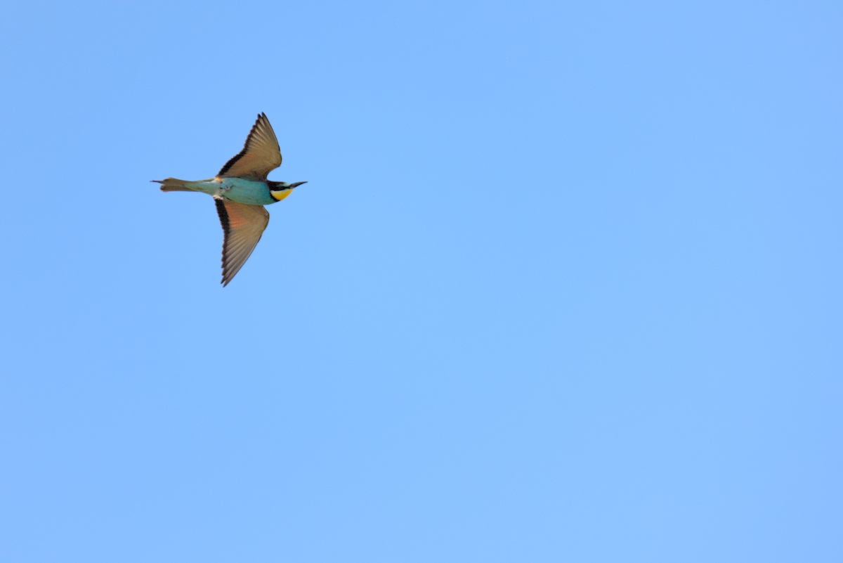 European Bee-eater - ML618762166