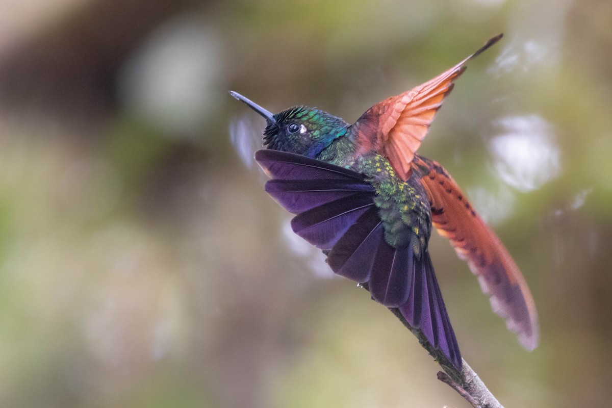 Garnet-throated Hummingbird - ML618762182
