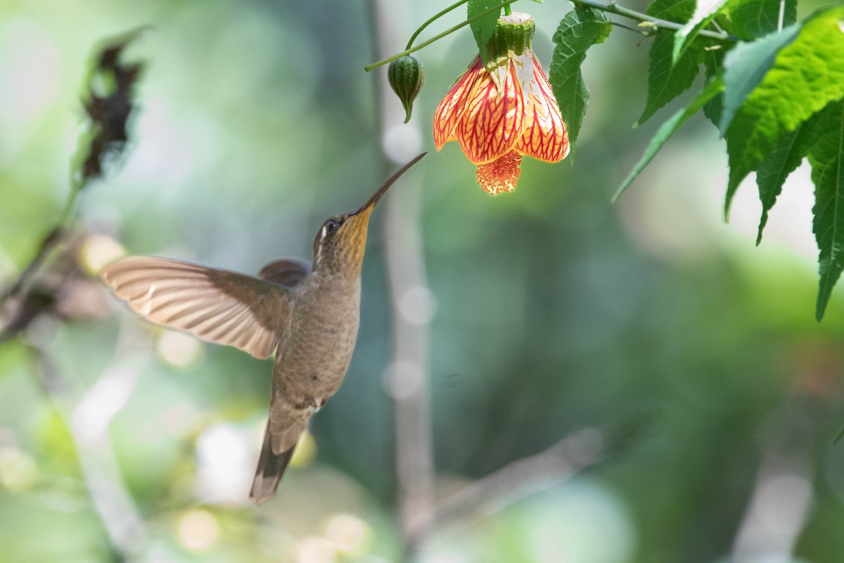 kolibřík skvostný - ML618762185