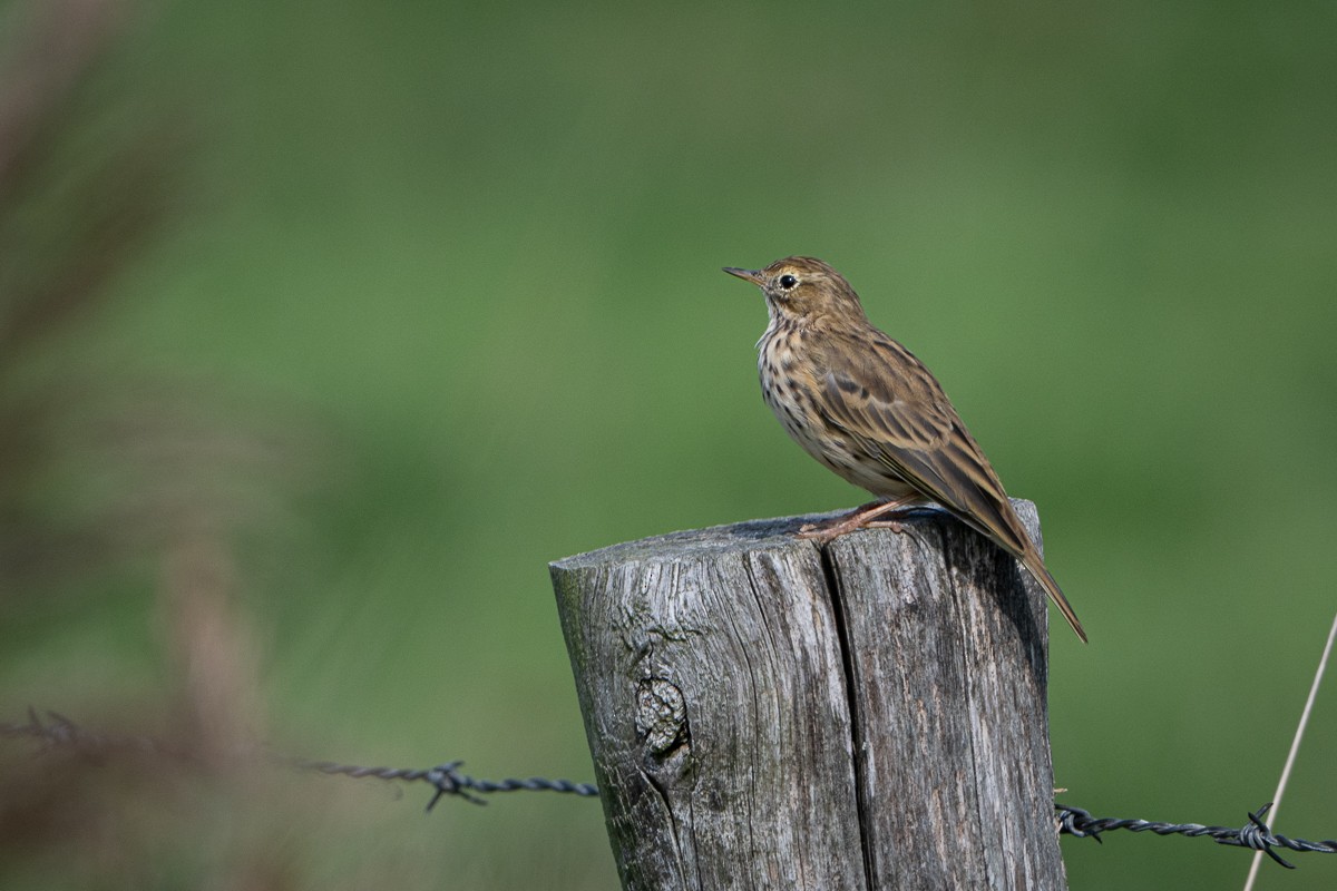Meadow Pipit - ML618762186