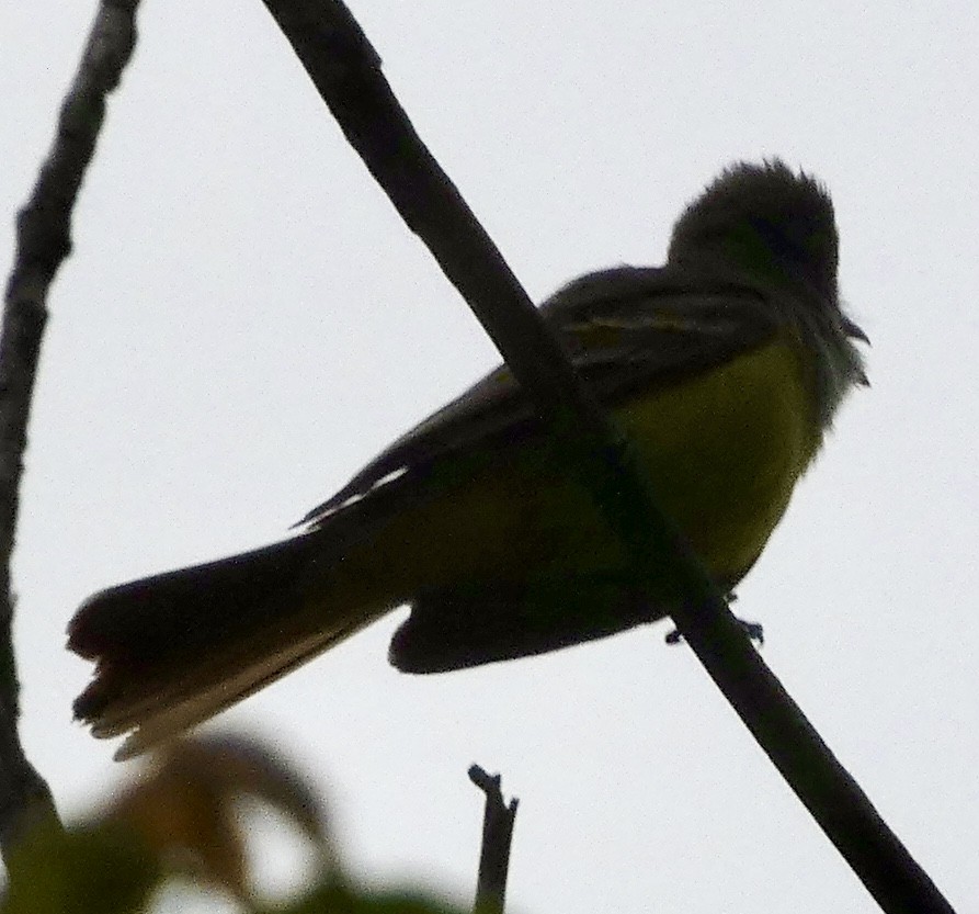 Great Crested Flycatcher - ML618762217