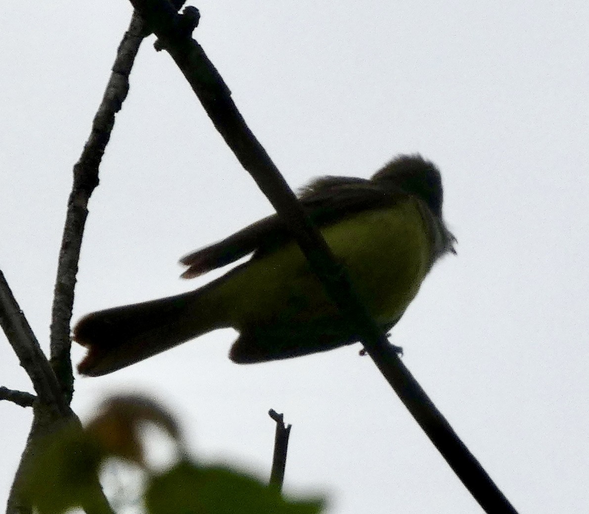 Great Crested Flycatcher - ML618762218
