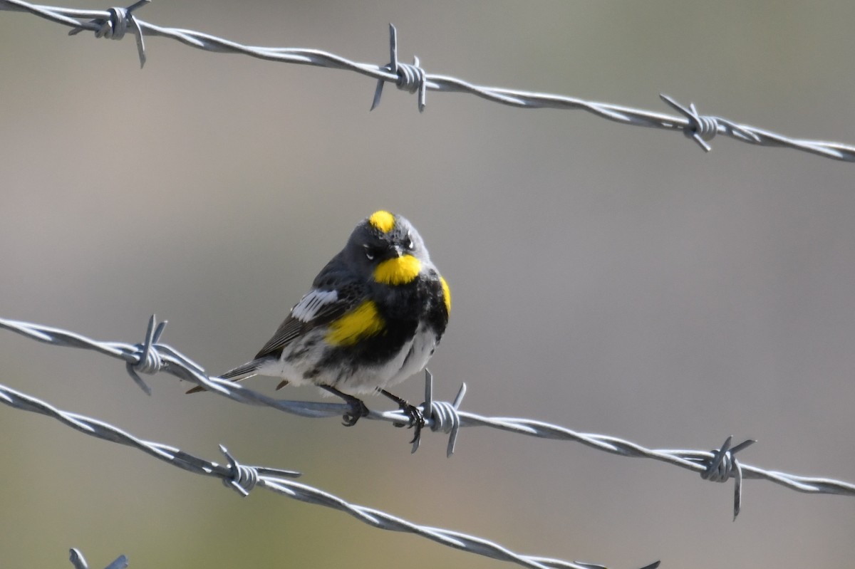 Yellow-rumped Warbler (Audubon's) - ML618762244