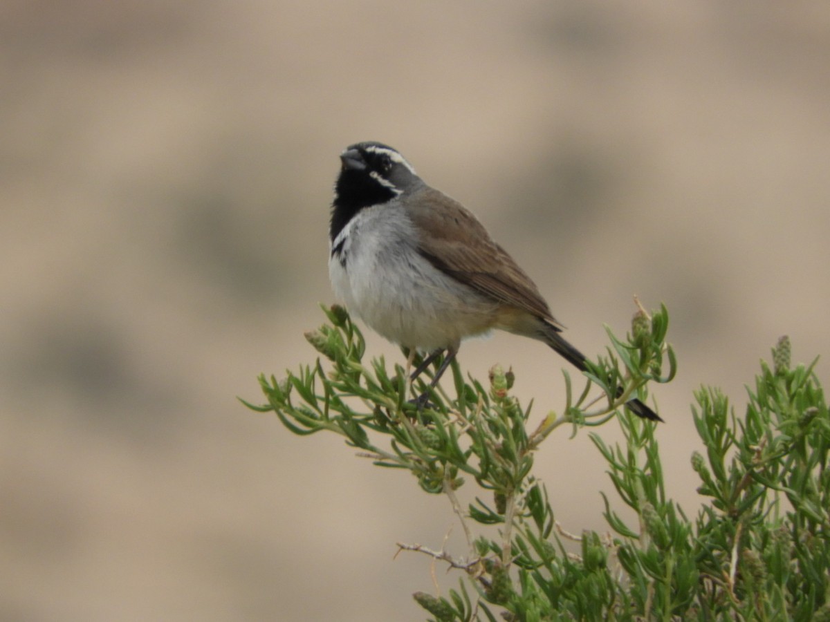 Black-throated Sparrow - ML618762247