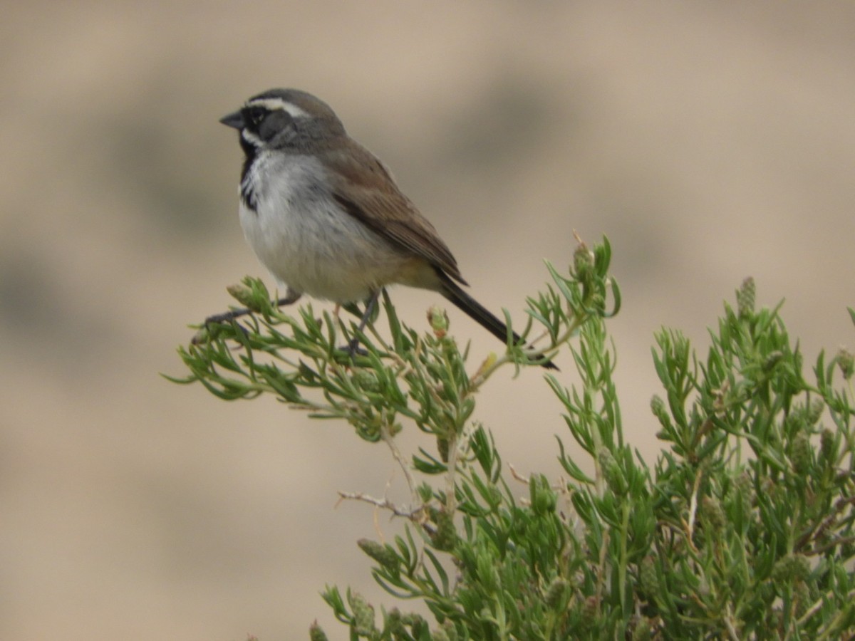 Black-throated Sparrow - ML618762248