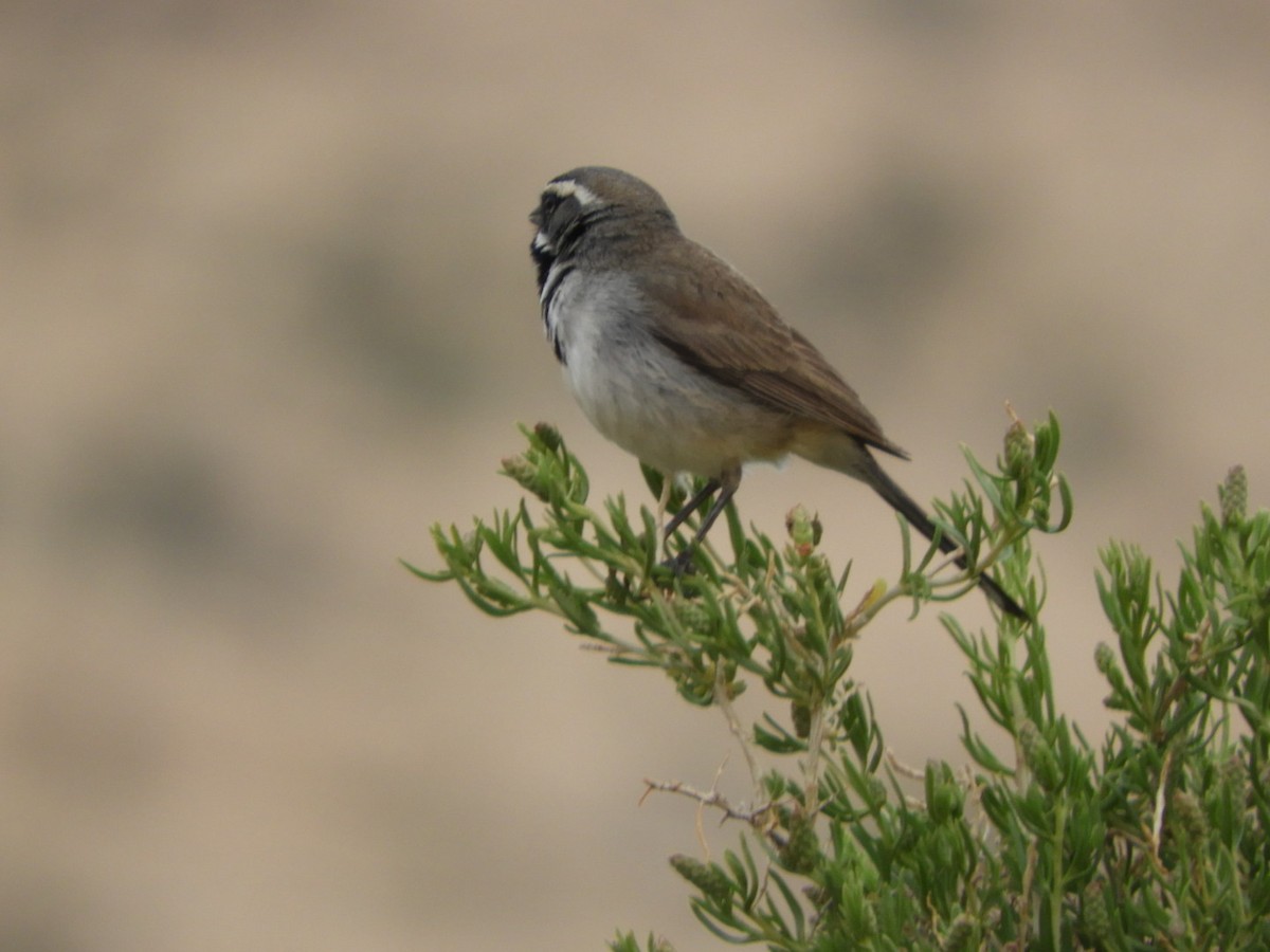 Black-throated Sparrow - ML618762249