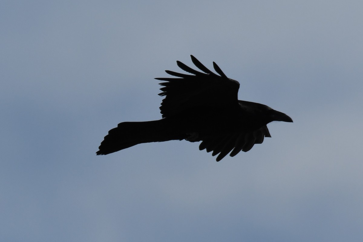 Common Raven - ML618762281