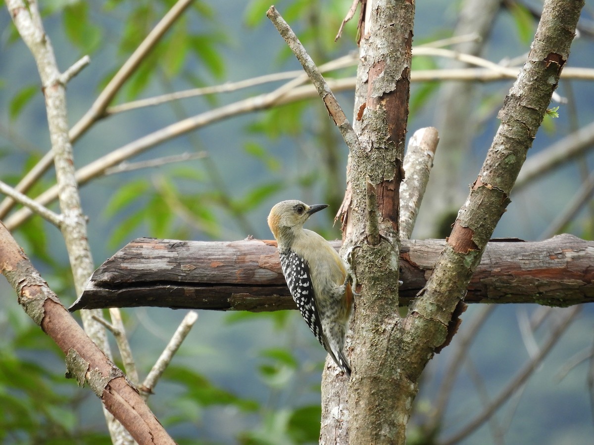 Red-crowned Woodpecker - ML618762284