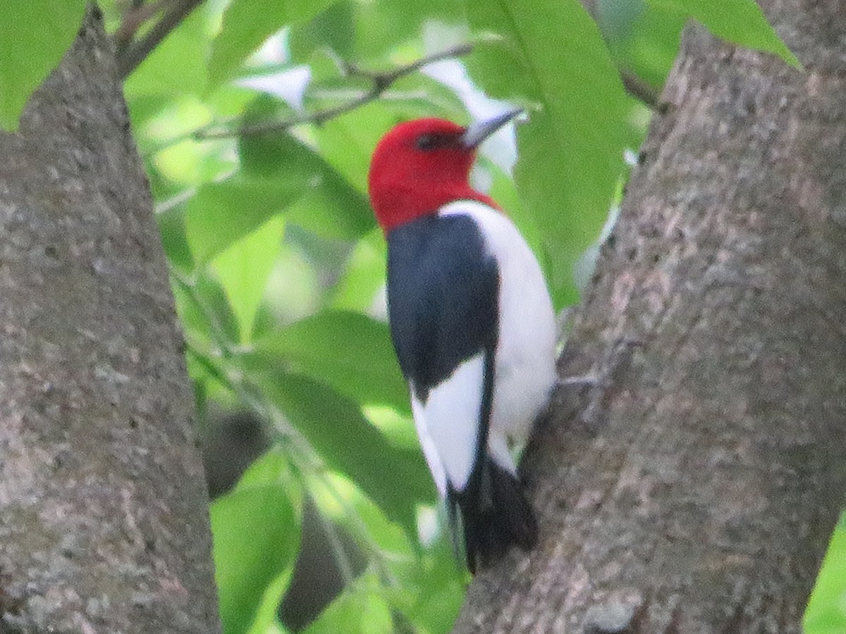 Red-headed Woodpecker - ML618762306
