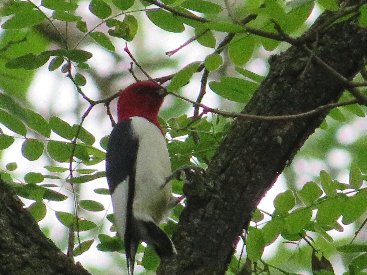 Red-headed Woodpecker - ML618762313
