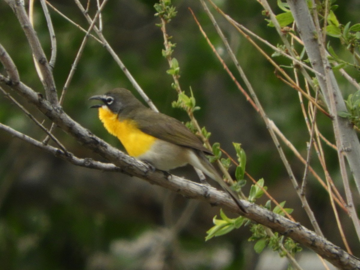 Yellow-breasted Chat - ML618762314