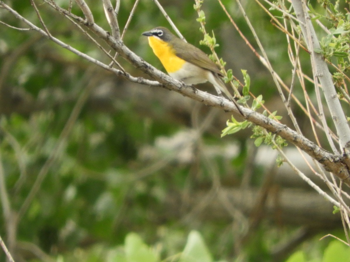 Yellow-breasted Chat - ML618762315