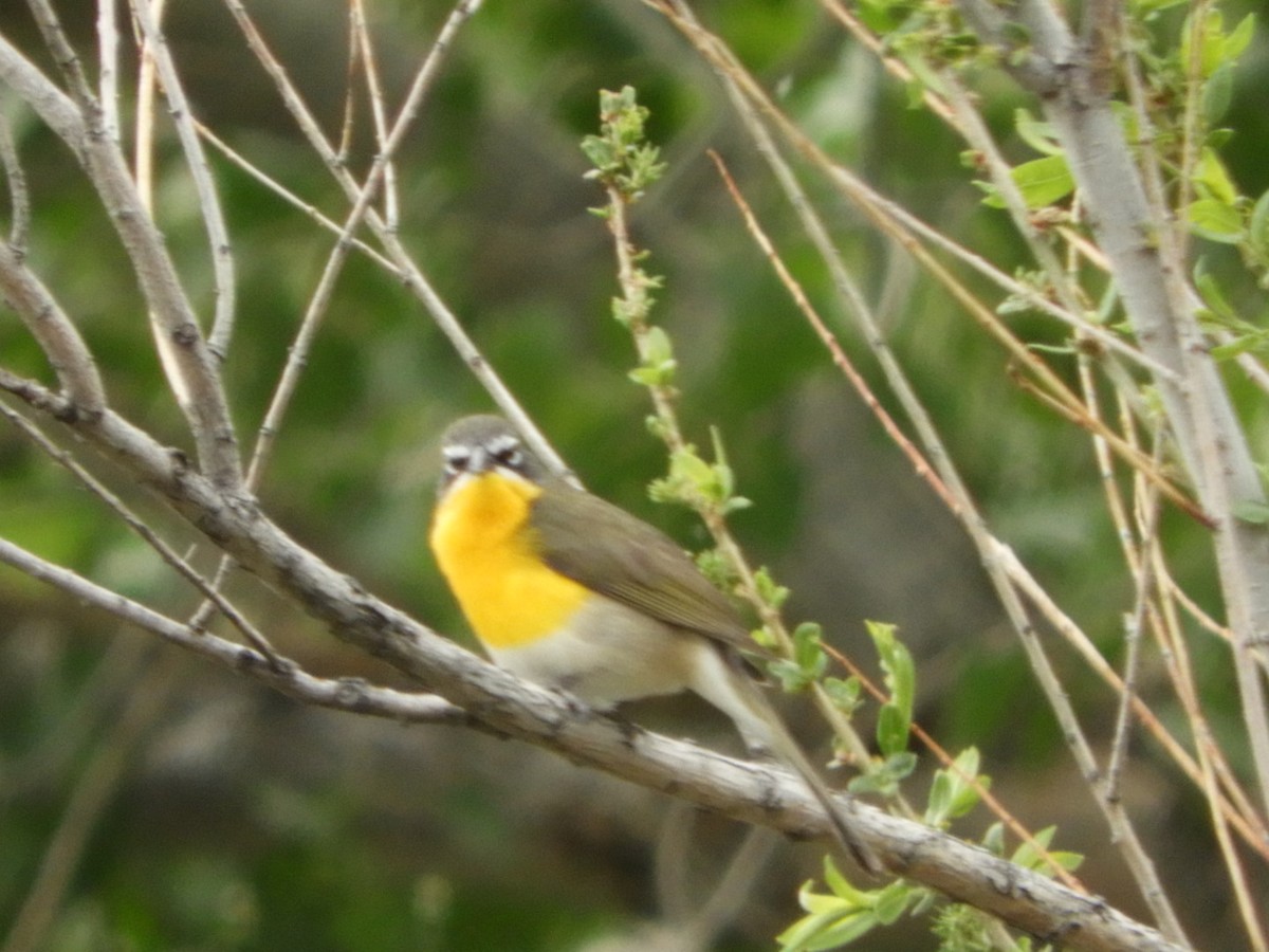 Yellow-breasted Chat - ML618762316
