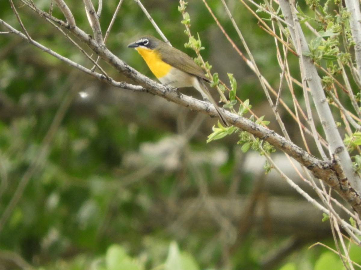 Yellow-breasted Chat - ML618762317